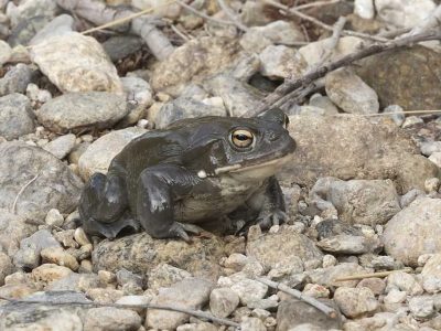 Sonoran Desert Toad 2
