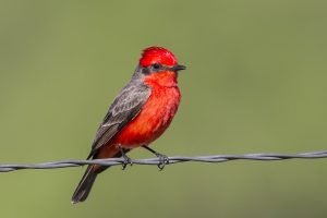 Vermilion Flycatcher