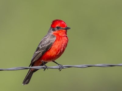 Vermilion Flycatcher