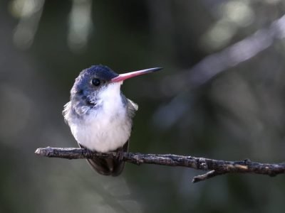 Violet-crowned Hummingbird