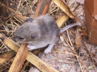 White-Throated Wood Rat (Pack Rat) sitting on twigs